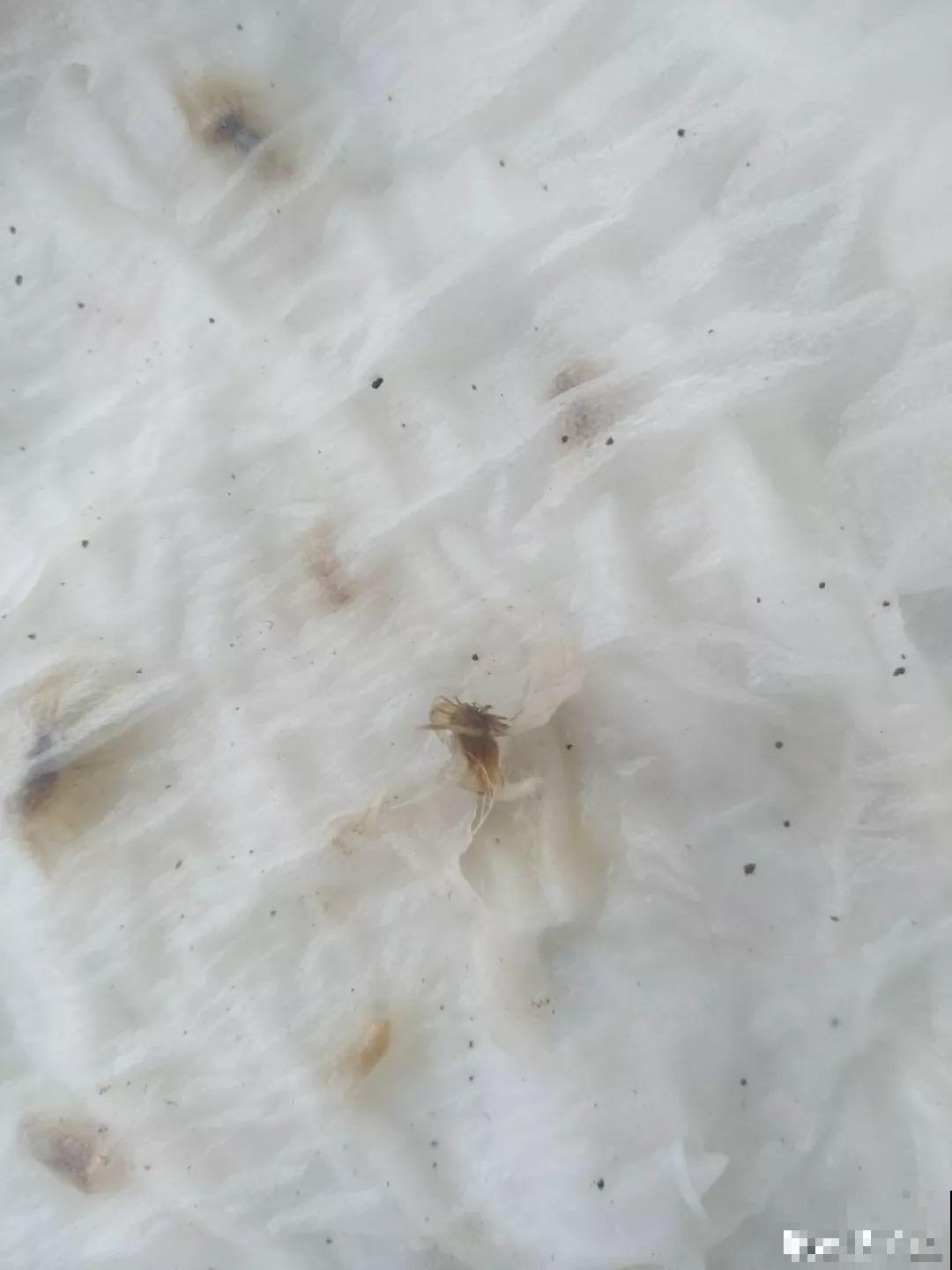 种球一直不开花,扔塑料袋里捂一捂,一周就发芽 种球一直不开花,扔塑料袋里捂一捂,一周就发芽