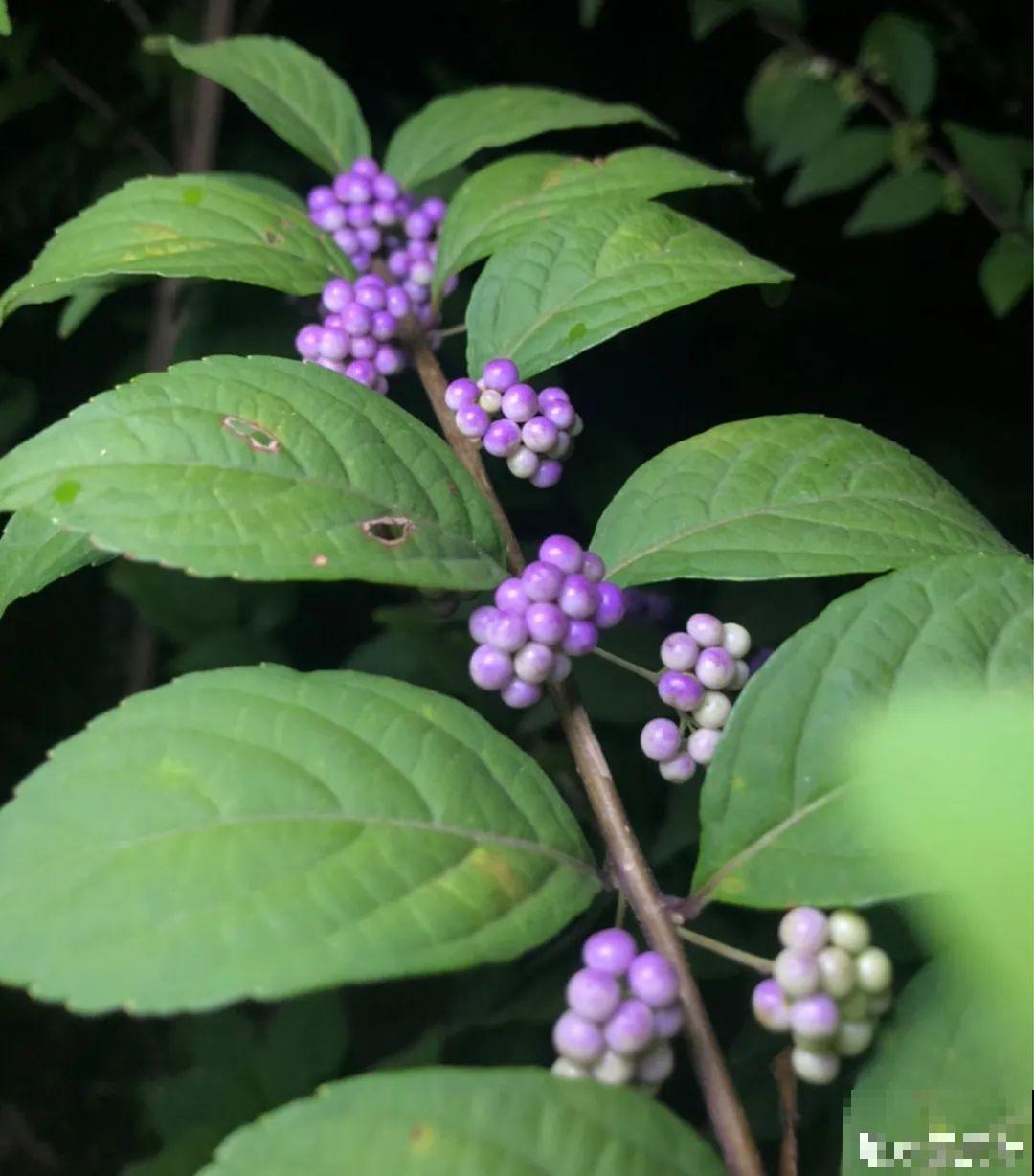 白菜在家养了8年,养成了老桩,长得可旺盛! 白菜在家养了8年,养成了老桩,长得可旺盛!