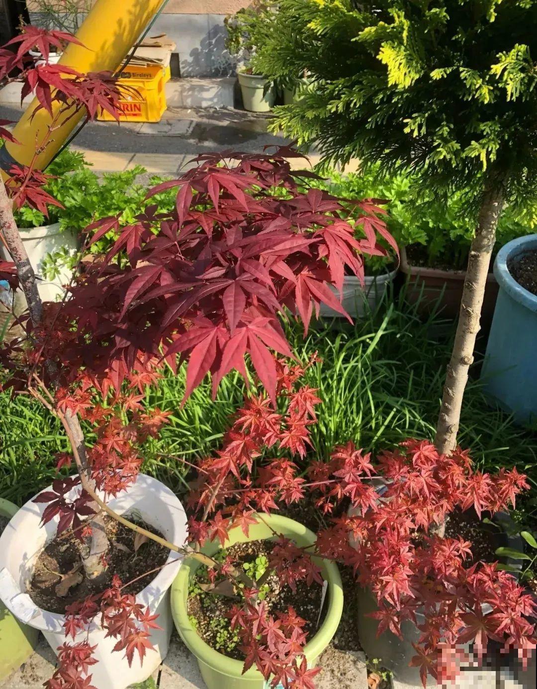 一种花名叫红舞姬,叶子红彤彤,养在家里红红火火 一种花名叫红舞姬,叶子红彤彤,养在家里红红火火