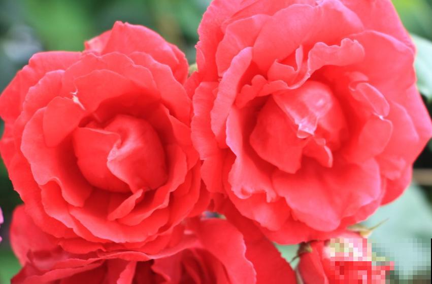 卧室植物别乱选,放几盆吊兰,净化空气超厉害! 卧室植物别乱选,放几盆吊兰,净化空气超厉害!