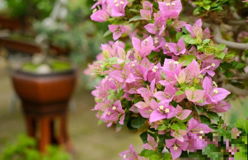 新买的三角梅直接就种？难怪长得慢，先“洗个澡”再种！