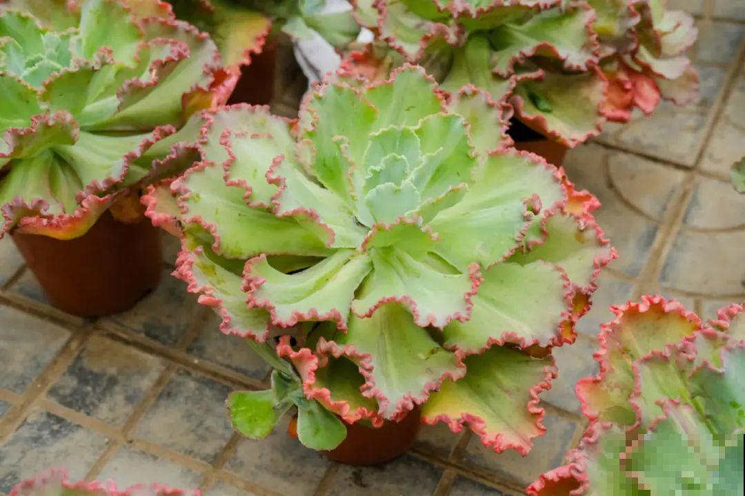 逛花市必买的花，十月入手刚刚好，不买亏大了！