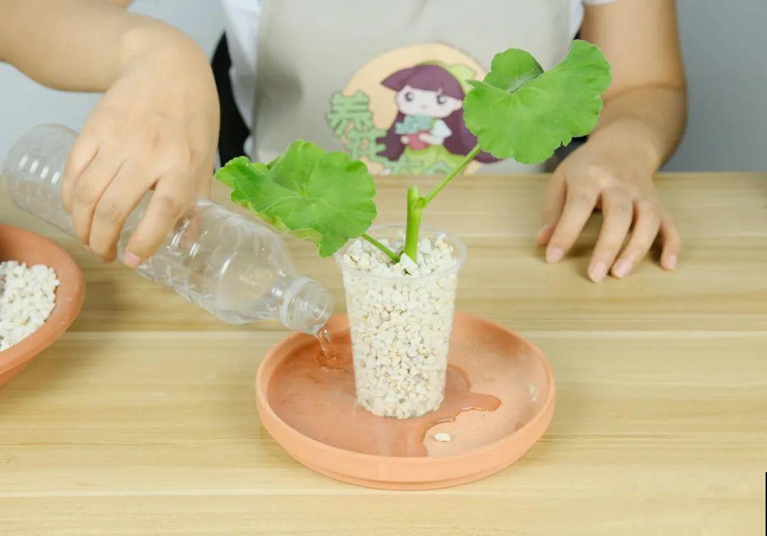 想省心就养这些花,没有病虫害,就爱开花! 想省心就养这些花,没有病虫害,就爱开花!