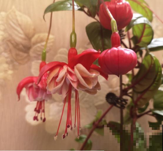 这3种花很廉价，开花很美，还特爱爆盆，赚大了！