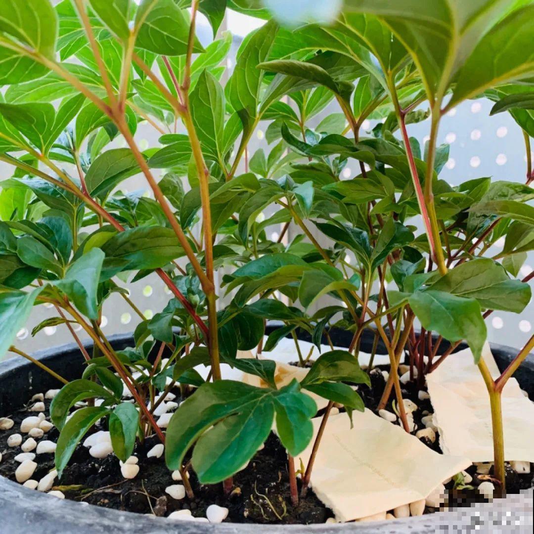 杀虫的好时机到了,虫卵一窝端,来年再也不生虫! 杀虫的好时机到了,虫卵一窝端,来年再也不生虫!