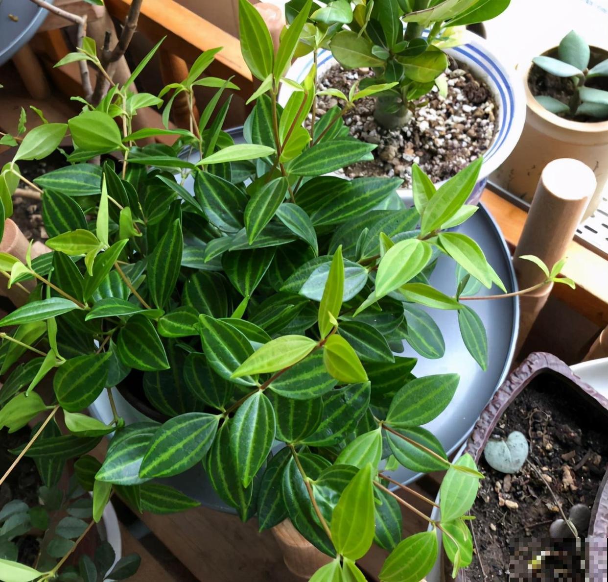 家里养盆钻石翡翠，叶片绿油油，摆在窗边特好看！