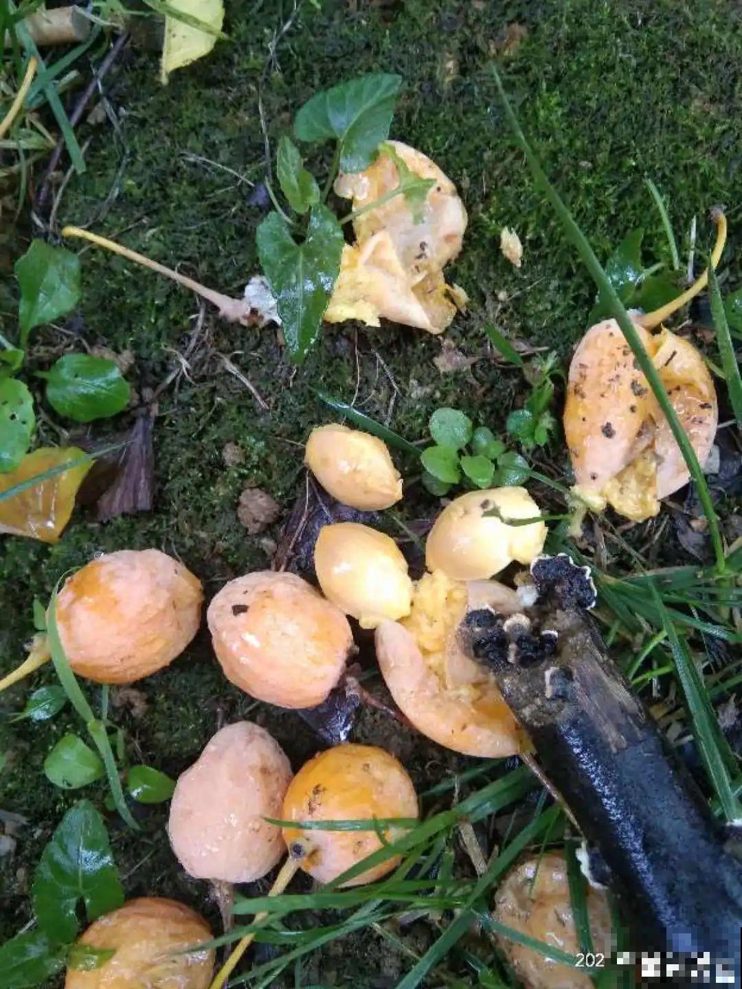 50种小时候常见的野草，现在几乎见不到了