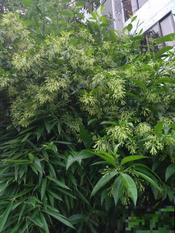 1种花叫大花犀角，闻久了头晕，家里养要小心！