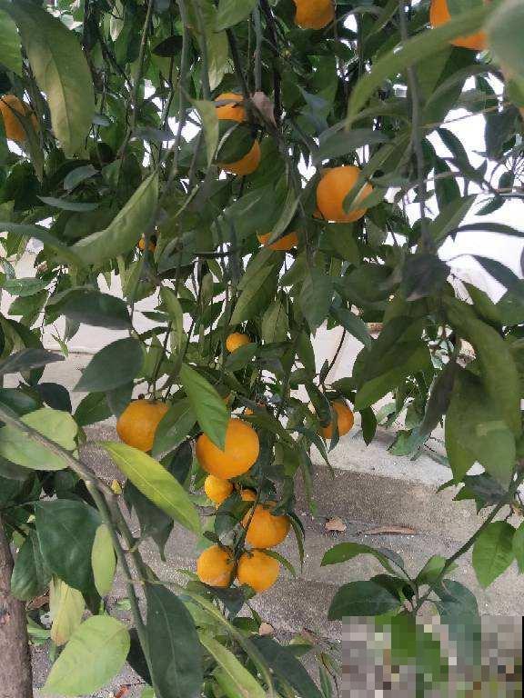 橘子外面的白丝丝，竟然有这么多好处，幸亏没丢掉