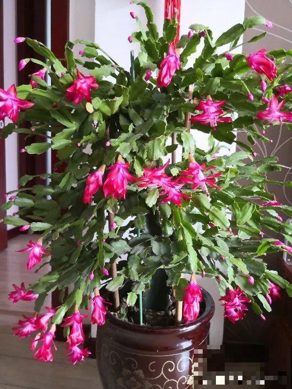 2种花组合起来养护，开花更多，满盆都是花