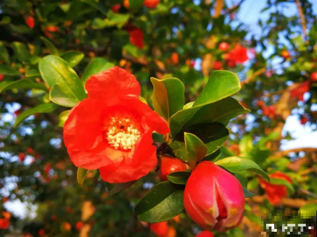 你在哪个城市，最适合养的花就是它！