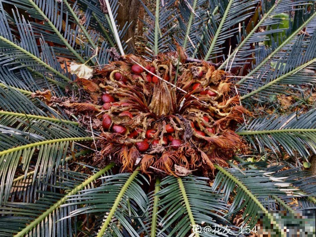 铁树开花，生了一窝“蛋”，千万别乱掏！