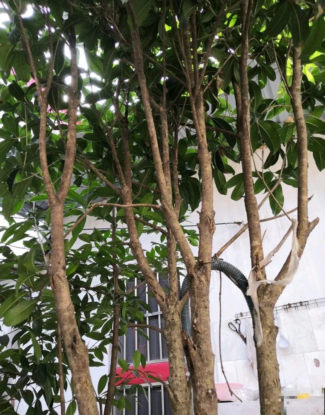霜降来临，茉莉抓紧剪一波，更抗冻，好过冬！