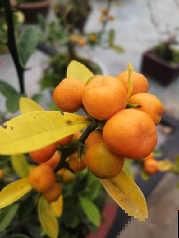 家里养盆金桔,枝头挂满“黄金果”,寓意还好 家里养盆金桔,枝头挂满“黄金果”,寓意还好