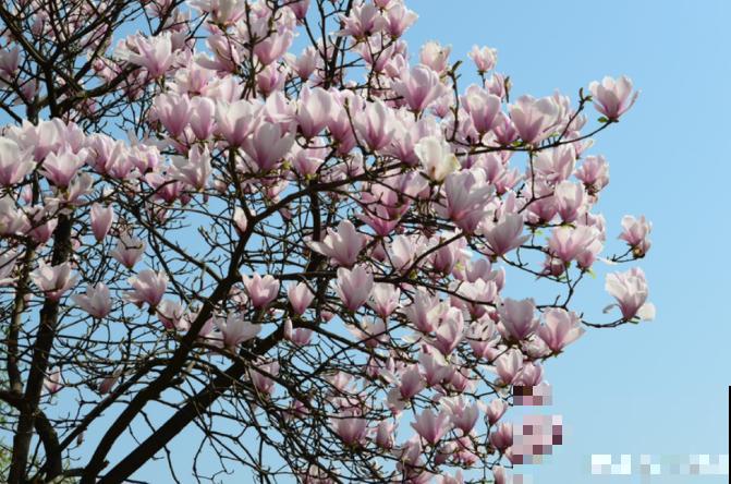 适合地栽养的花木，只要种一棵，年年有花赏！