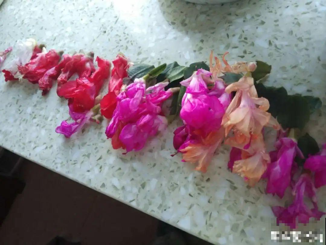 蟹爪兰冒了100个花苞，被她剪了70个，心疼！