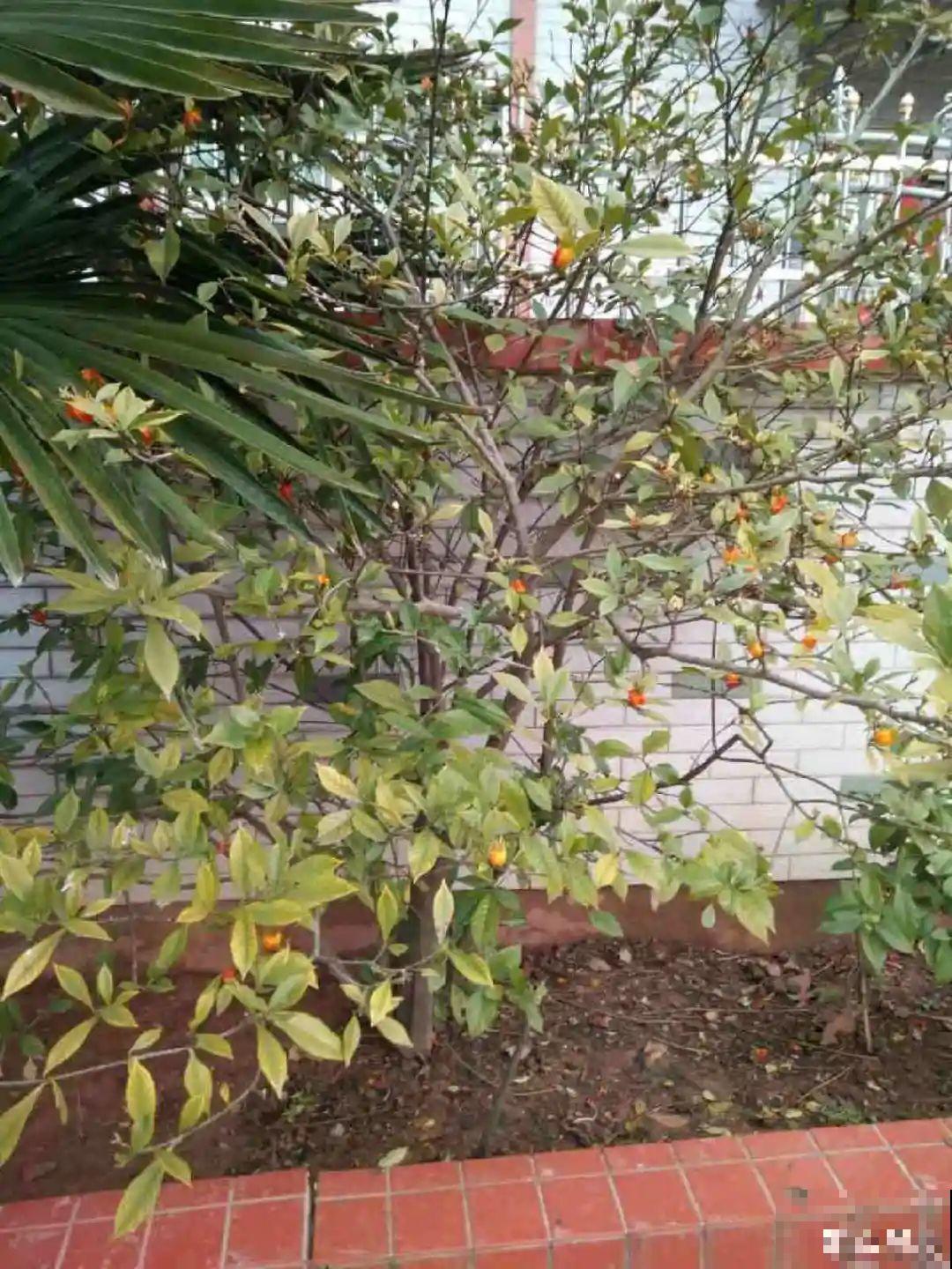 7种花,是天然染色剂,在古代非常名贵! 7种花,是天然染色剂,在古代非常名贵!