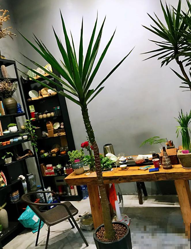 15种镇宅花，家里摆一盆，镇宅旺运超霸气！