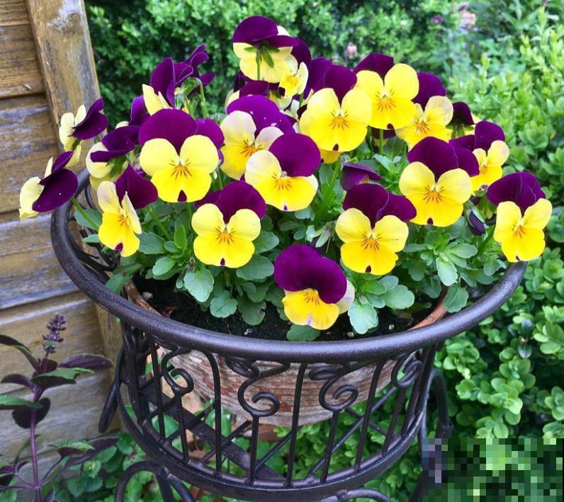 这种花秋冬必备，漂亮又好养活，品种多到挑花眼！