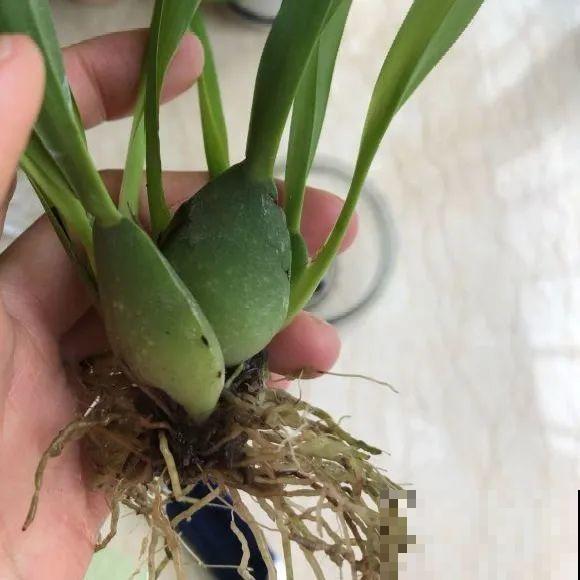 离家半个月，回来花全死了，别扔，还有救！