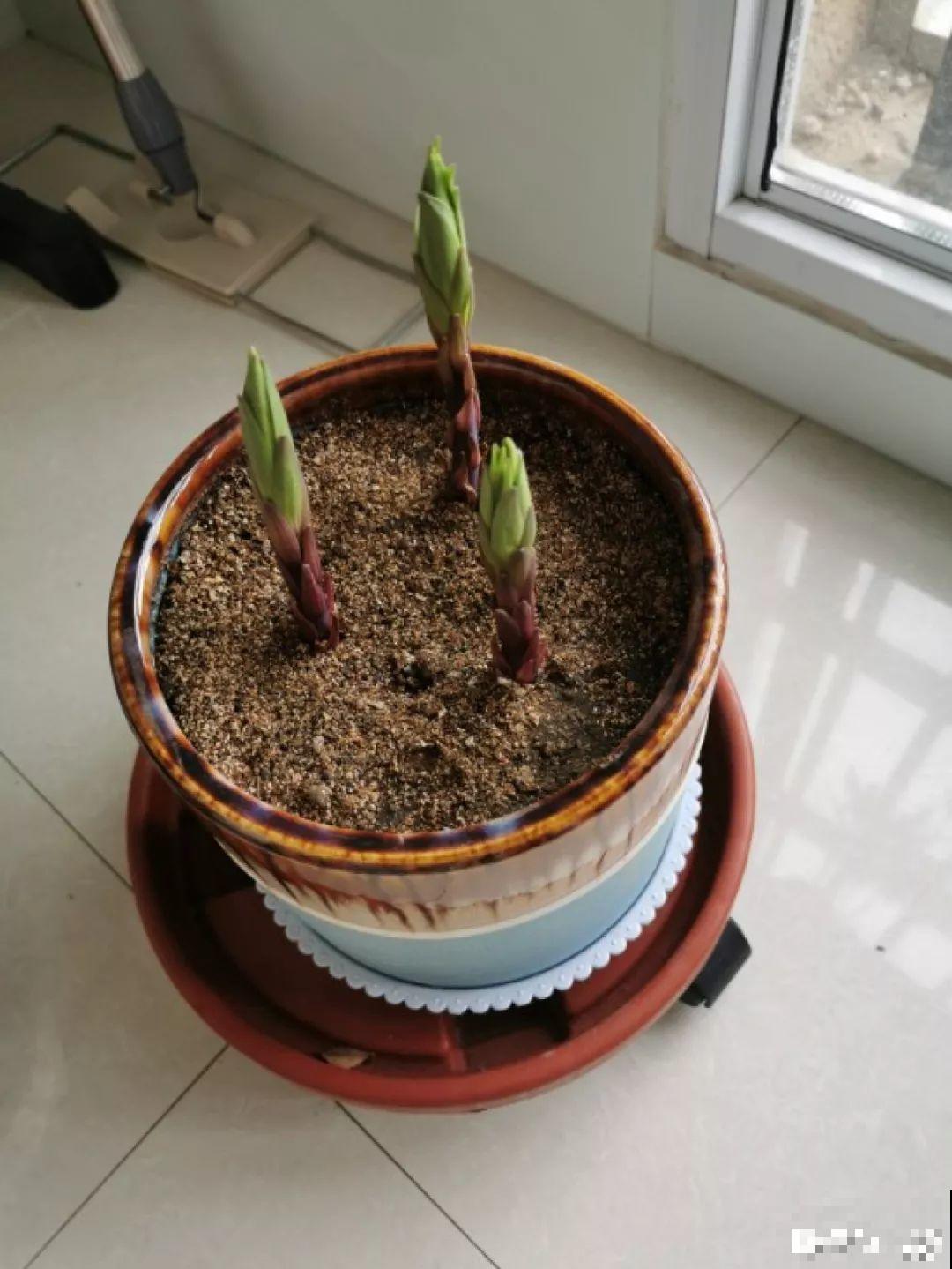 种球一直不开花,扔塑料袋里捂一捂,一周就发芽 种球一直不开花,扔塑料袋里捂一捂,一周就发芽