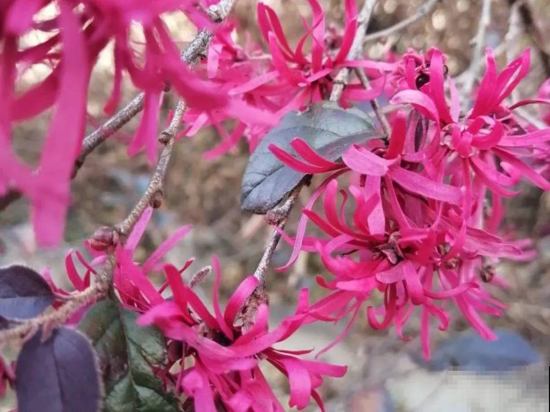 你在哪个城市，最适合养的花就是它！
