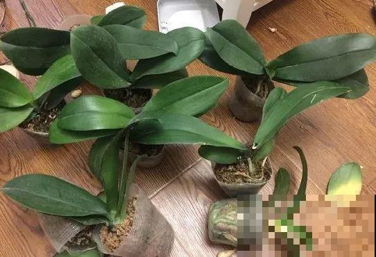 蓝色蝴蝶兰头一回见,一买就上当,养不活真生气! 蓝色蝴蝶兰头一回见,一买就上当,养不活真生气!