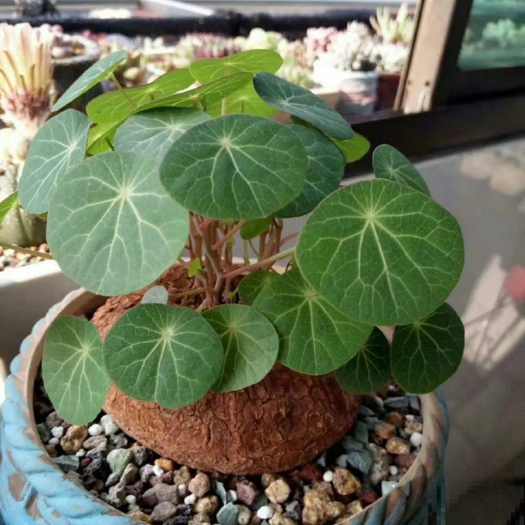冬天休眠的花，你以为它死了，其实还活着！