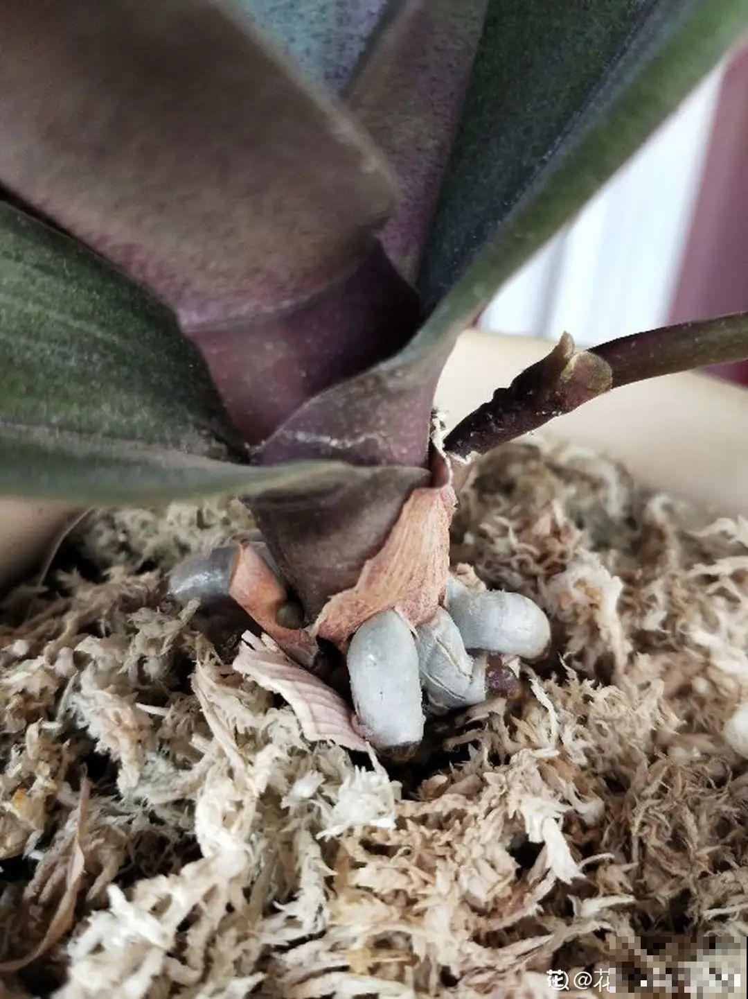 水培花只用水养，根系长得旺，太牛了！