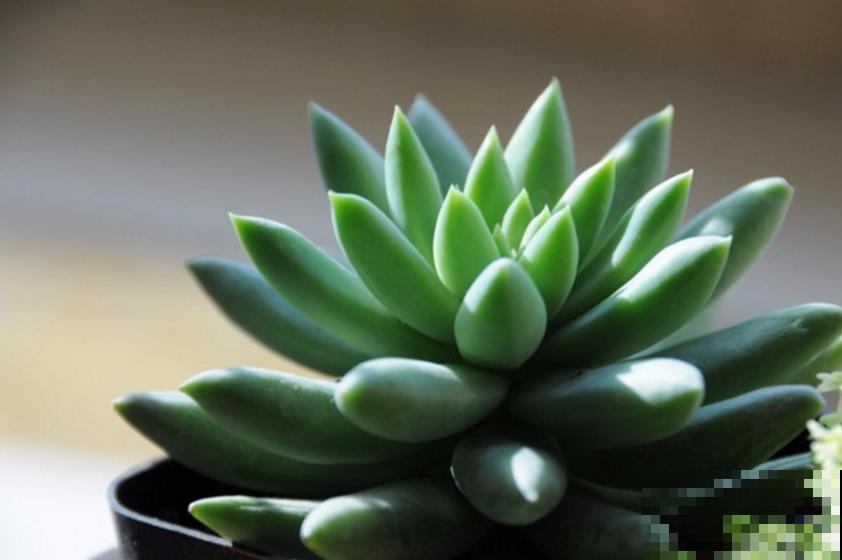 特欠削的千佛手，削一削就疯长，快回家削一顿！