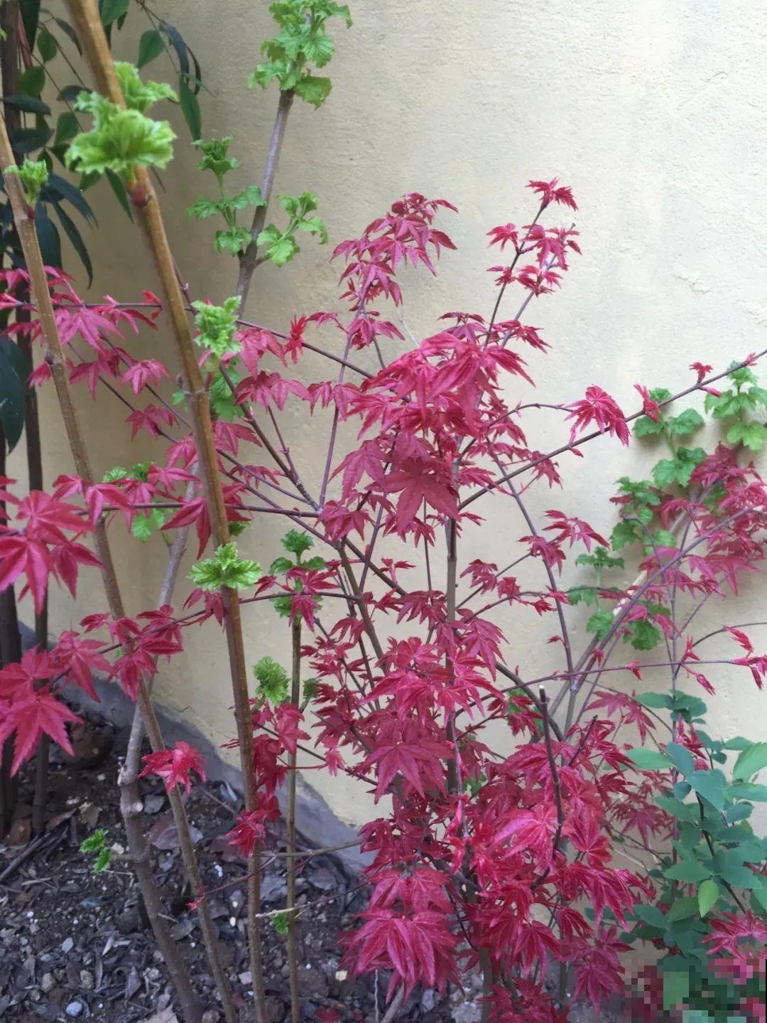 一种花名叫红舞姬,叶子红彤彤,养在家里红红火火 一种花名叫红舞姬,叶子红彤彤,养在家里红红火火