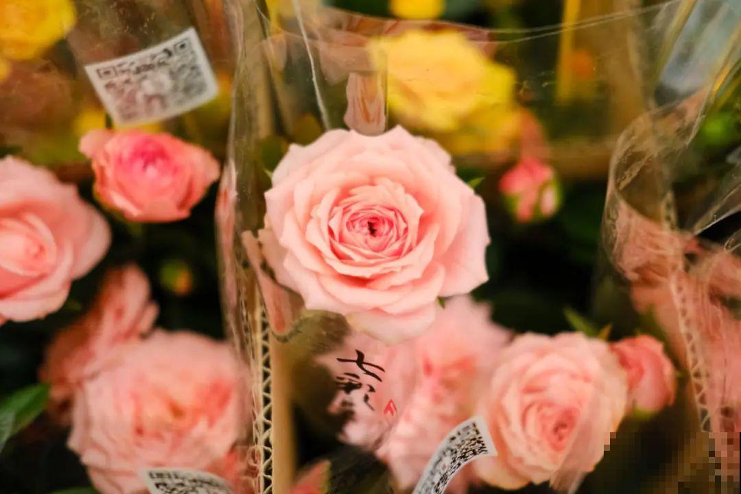 这花看一眼就爱上，年年死，但年年都想买！