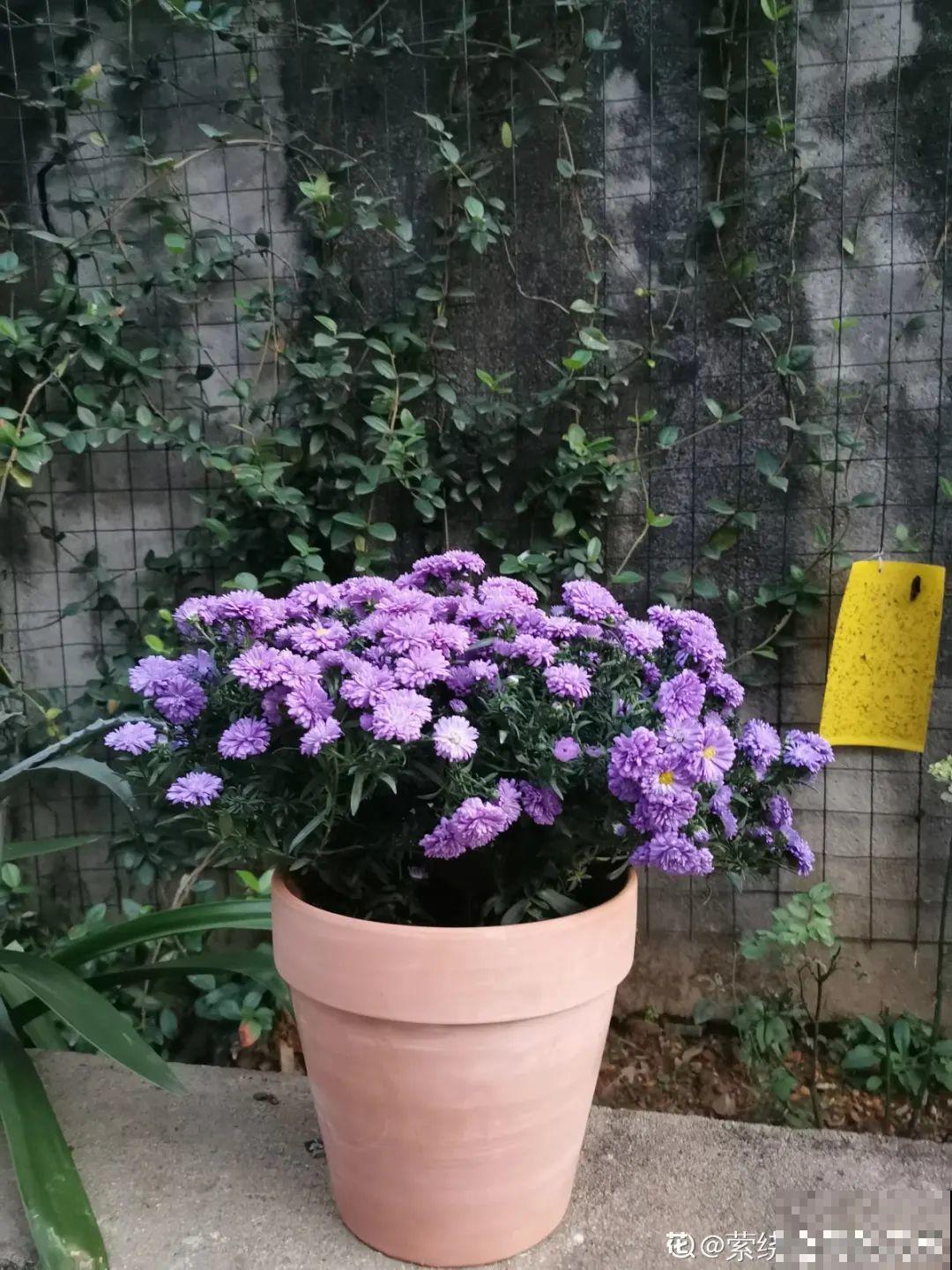 市里区一楼做个小花园,的确很美,一定要注意照顾邻居感受 市里区一楼做个小花园,的确很美,一定要注意照顾邻居感受