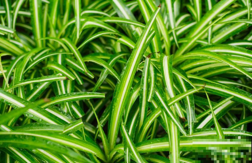 卧室植物别乱选,放几盆吊兰,净化空气超厉害! 卧室植物别乱选,放几盆吊兰,净化空气超厉害!