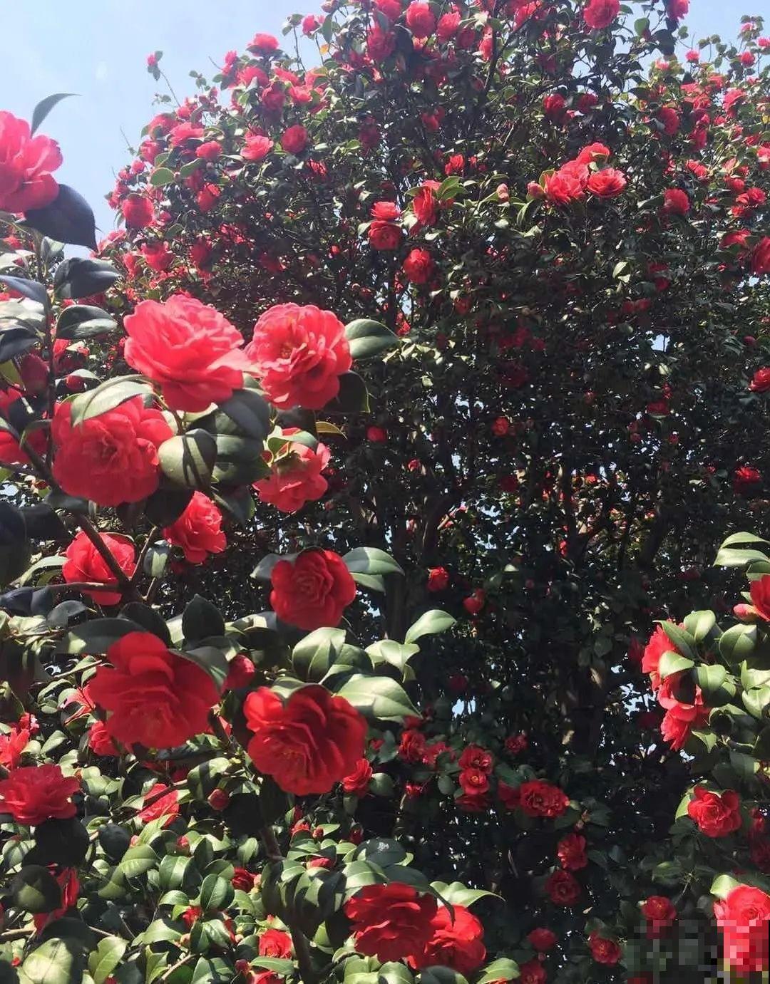 50年的桂花树,卖了5万块钱,大家觉得值吗? 50年的桂花树,卖了5万块钱,大家觉得值吗?