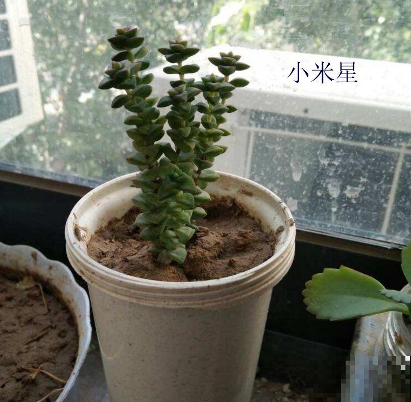 小米星和钱串长得像,4点细节可以区分,不再搞混! 小米星和钱串长得像,4点细节可以区分,不再搞混!