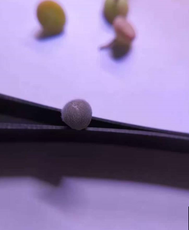 这种“小家伙”叫毛肉锥，毛茸茸，圆鼓鼓，比河豚还“霸气”！