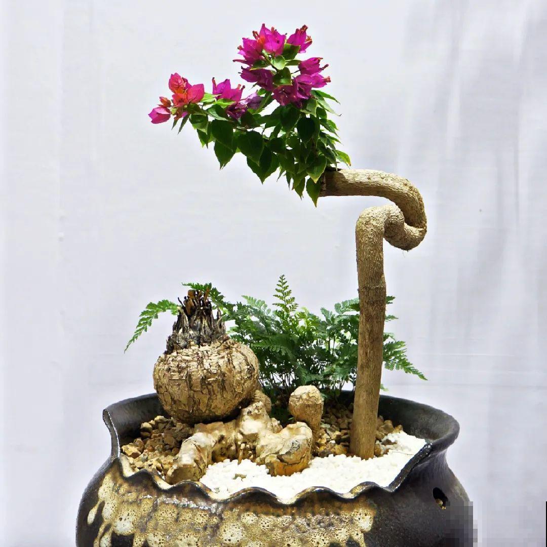 4种花养成老桩，价格能翻好几倍，开花也更多