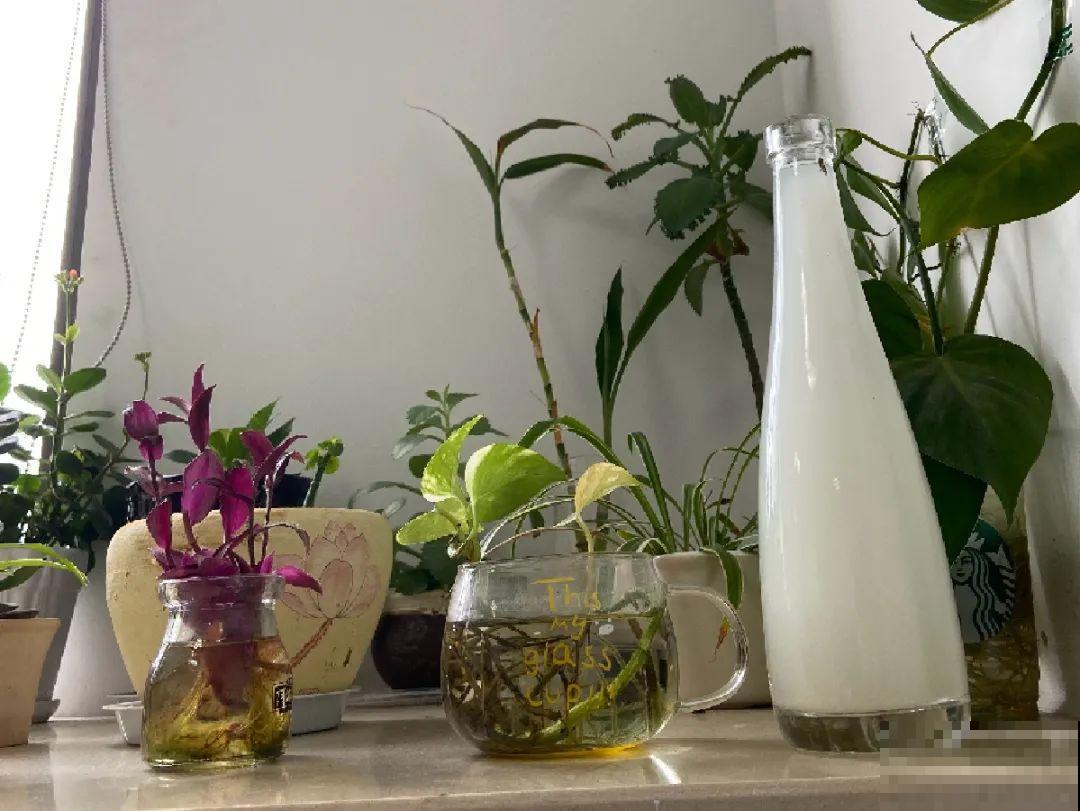 不敢用淘米水了,浇完花就死,土里都是虫! 不敢用淘米水了,浇完花就死,土里都是虫!