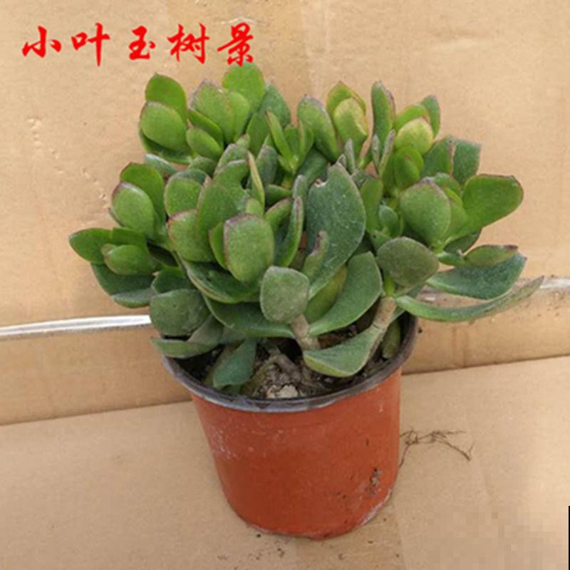 燕子掌好看还无毒，养在家里很安心，花友必备！
