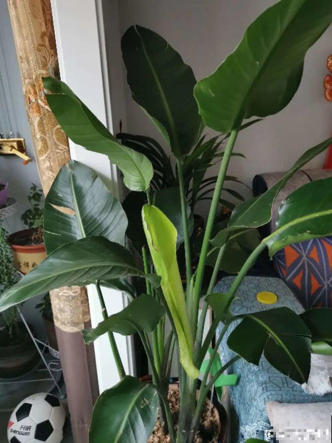 家里养盆它,变成绿色小森林,净化空气变氧吧! 家里养盆它,变成绿色小森林,净化空气变氧吧!