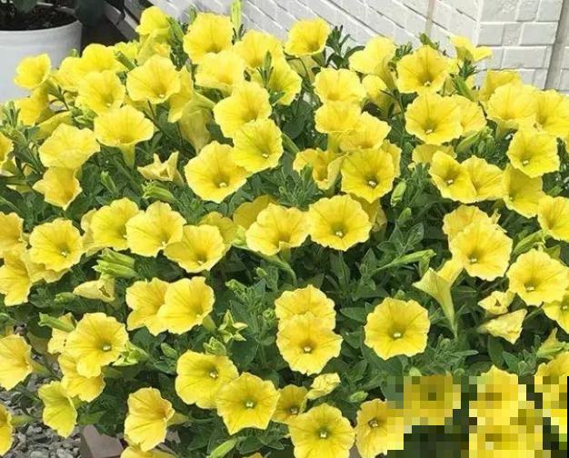 家里养盆矮牵牛，狠心掐一掐，开花更易爆盆