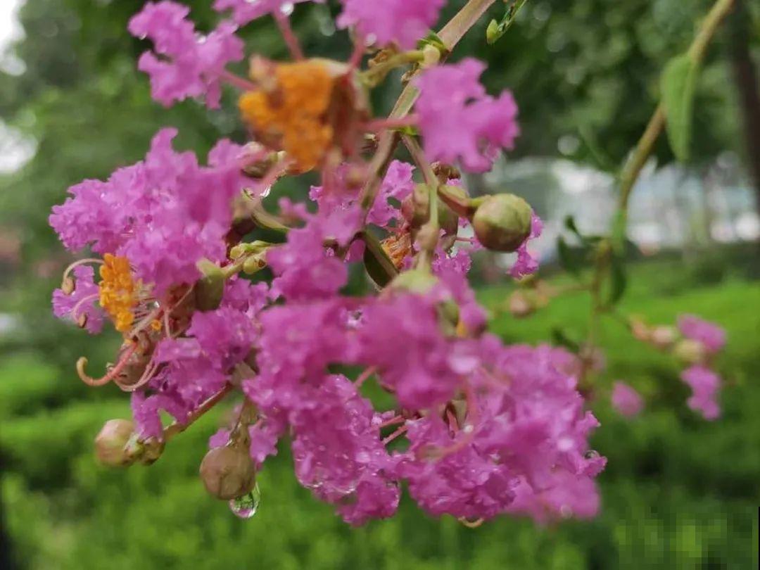 你在哪个城市，最适合养的花就是它！