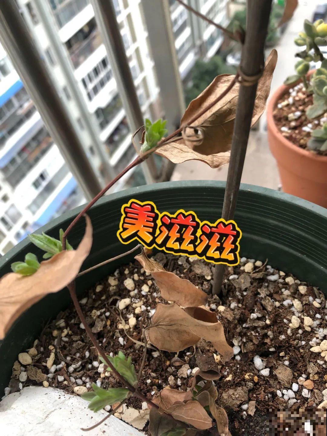 7种花冬天要休眠，看着好像枯死了，千万别丢掉