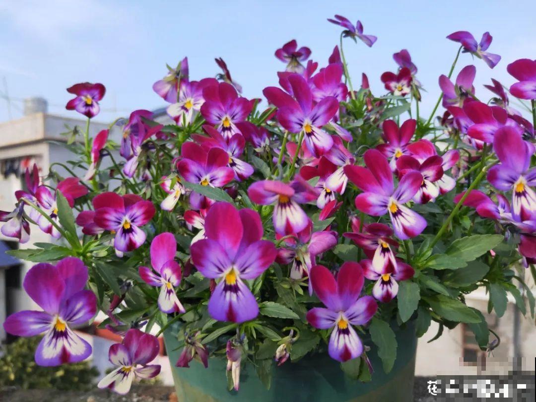 特耐寒的懒人花，-10℃冻不死，不用管也能开爆盆！