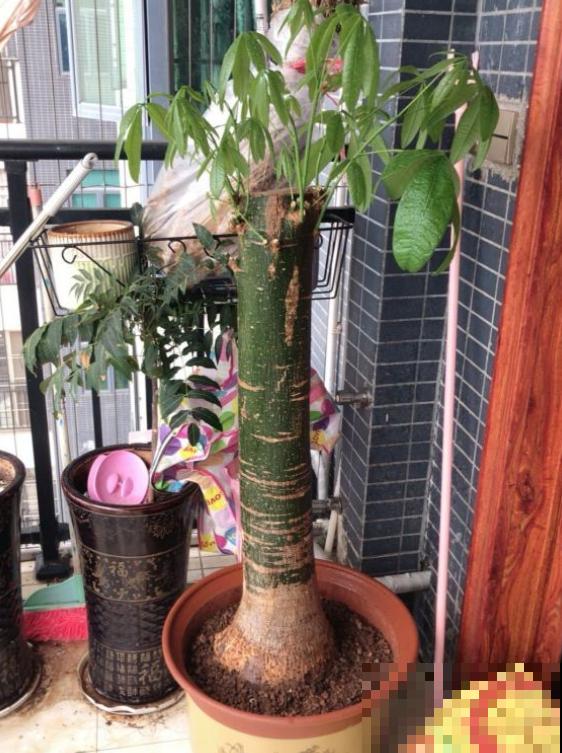 不是所有花都喜水，这3种是例外，渴着就好！