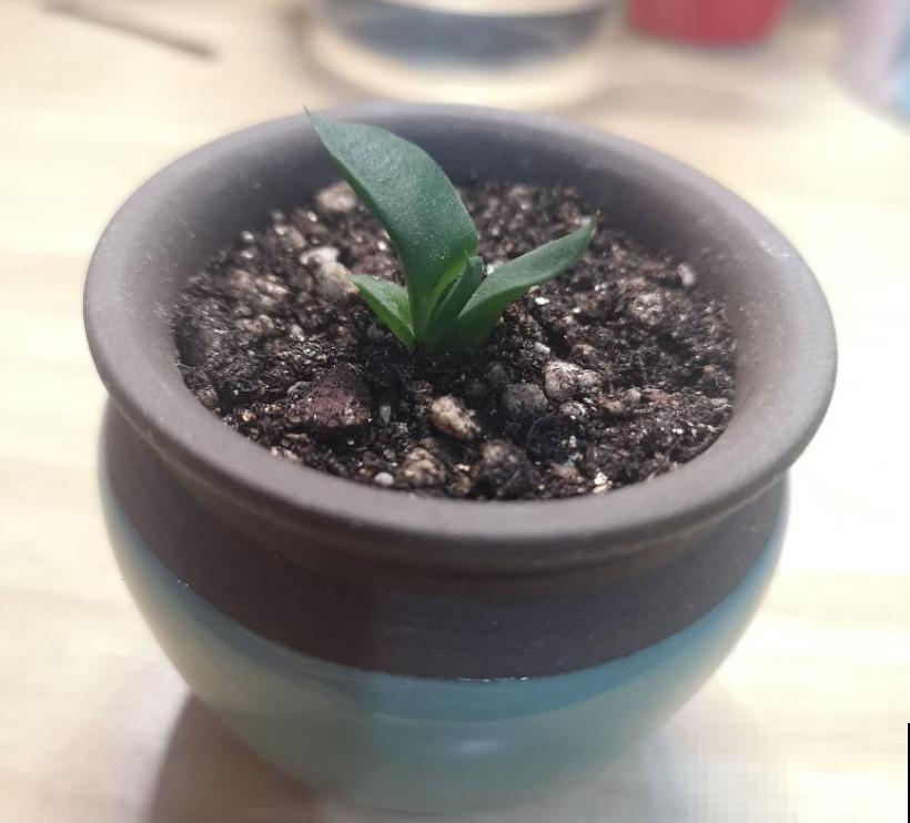 多肉卧牛,丑萌丑萌的,养起来超省心! 多肉卧牛,丑萌丑萌的,养起来超省心!