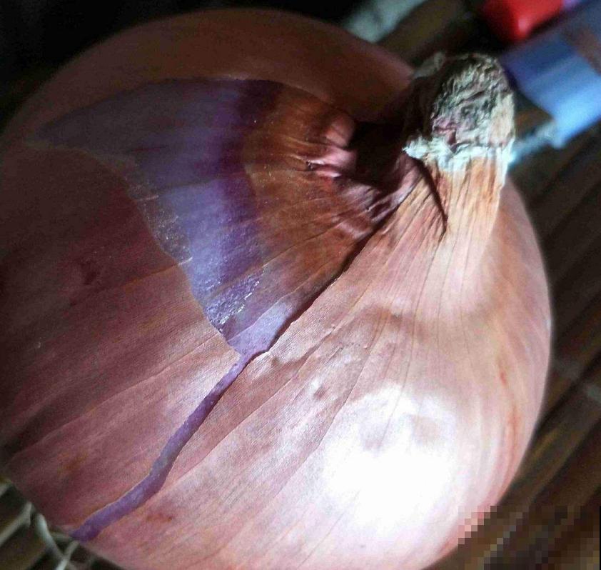 洋葱吃不完别扔，养花甚好，花叶嗖嗖长！