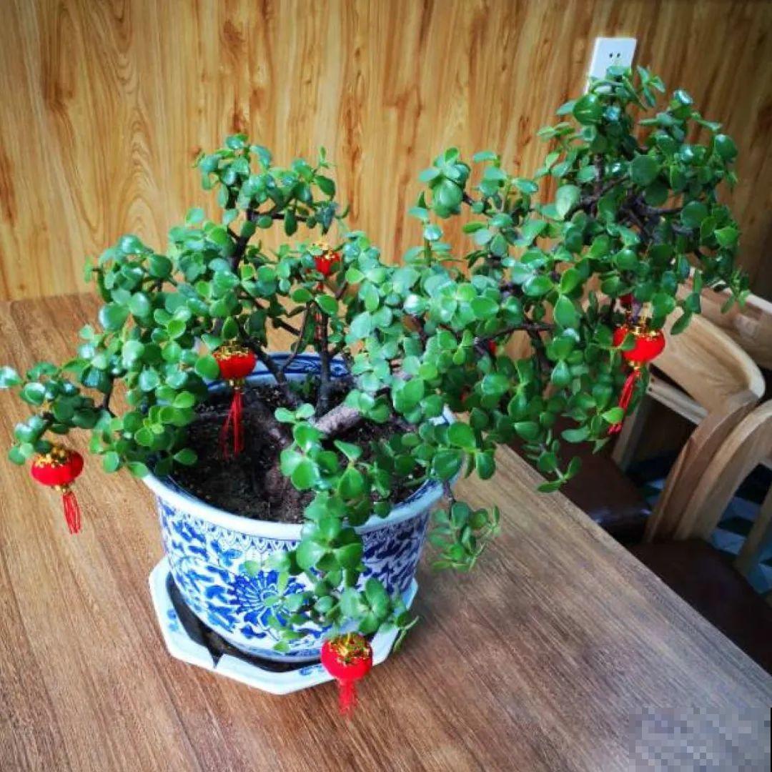 超能生的花，养1盆等于养10盆，谁要谁拿走！