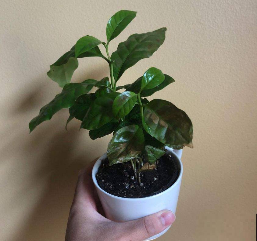 花卉保温有妙招,动一动小手,再降温也不怕! 花卉保温有妙招,动一动小手,再降温也不怕!